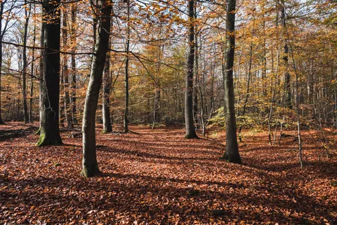 Autumn Forest Path 4K Wallpaper · autumn · 3840×2560