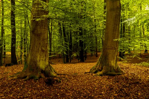 والپیپر مسیر جنگل پاییزی با کیفیت 4K · autumn · 3840×2560