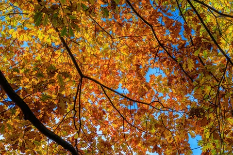 Autumn Forest Path 4K Wallpaper · autumn · 3840×2560