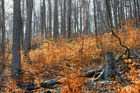 Autumn Forest Path 4K Wallpaper · autumn · 3840×2560
