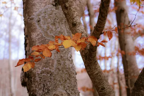 Autumn Forest Path 4K Wallpaper · autumn · 3840×2560