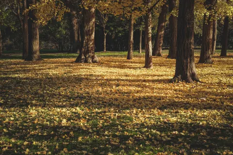 Autumn Forest Path 4K Wallpaper · autumn · 3840×2560