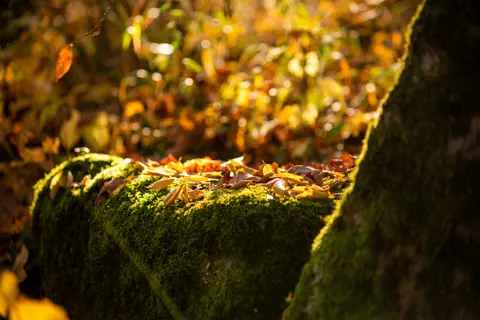 Autumn Forest Path 4K Wallpaper · autumn · 3840×2560