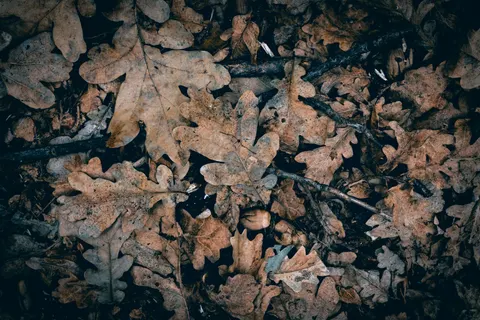 خلفية درب الغابة الخريفي بدقة 4K · autumn · 3840×2560