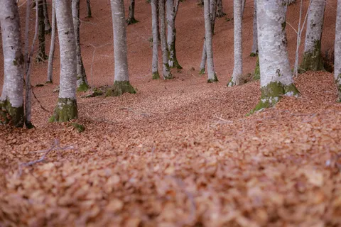 Autumn Forest Path 4K Wallpaper · autumn · 3840×2560