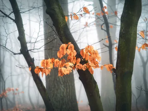 Autumn Forest Path 4K Wallpaper · autumn · 3840×2880