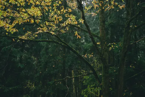 Papel de parede Trilha de outono 4K · autumn · 3840×2560