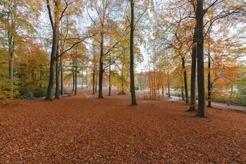 Autumn Forest Path 4K Wallpaper · autumn · 3840×2560