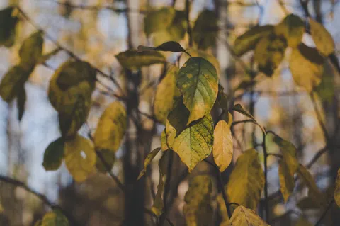 Autumn Forest Path 4K Wallpaper · autumn · 3840×2553