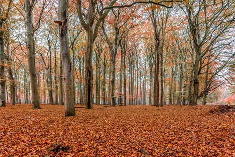 Autumn Forest Path 4K Wallpaper · autumn · 3840×2561