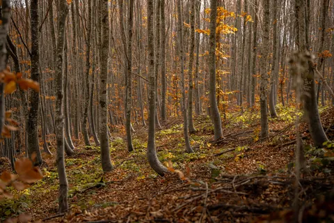Tapeta Jesienna leśna ścieżka 4K · autumn · 3840×2560