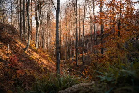 Wallpaper Jalan setapak hutan musim gugur 4K · autumn · 3840×2560