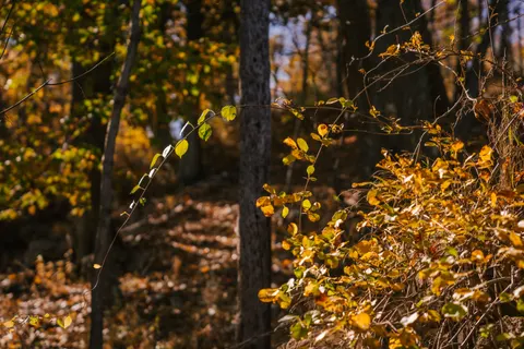 Autumn Forest Path 4K Wallpaper · autumn · 3840×2560