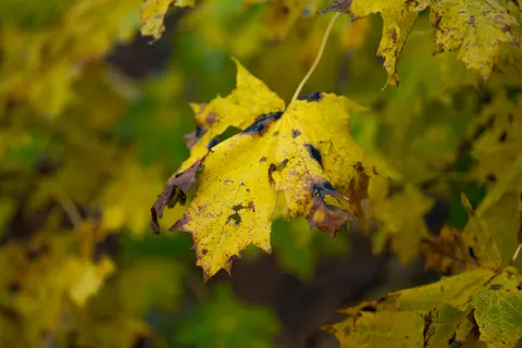 Autumn Forest Path 4K Wallpaper · autumn · 3840×2560
