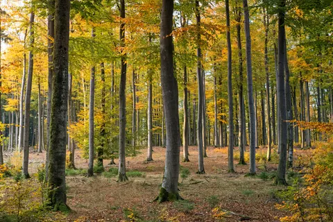 Herfstig bospad 4K-achtergrond · autumn · 3840×2560