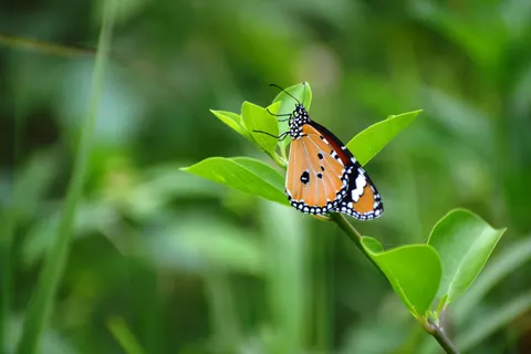 Fondo de pantalla Mariposa 4K · animals · 3840×2560