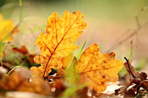 Autumn Forest Path 4K Wallpaper · autumn · 3840×2560