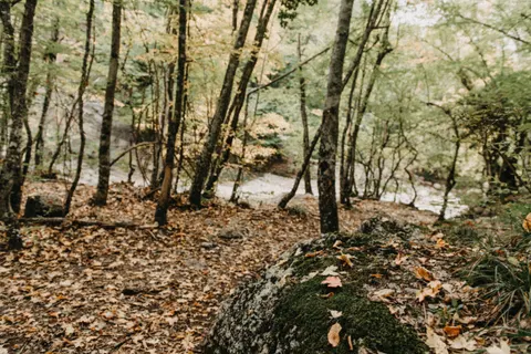 Autumn Forest Path 4K Wallpaper · autumn · 3840×2563