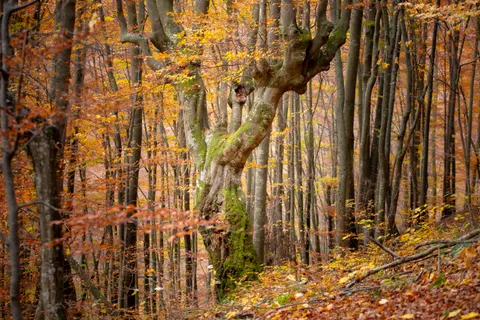Autumn Forest Path 4K Wallpaper · autumn · 3840×2560