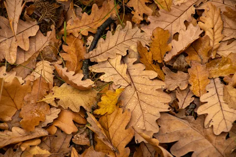 Autumn Forest Path 4K Wallpaper · autumn · 3840×2560