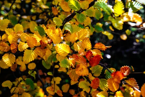 Autumn Forest Path 4K Wallpaper · autumn · 3840×2560
