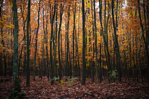 والپیپر مسیر جنگل پاییزی با کیفیت 4K · autumn · 3840×2558