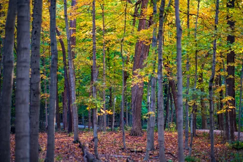 Autumn Forest Path 4K Wallpaper · autumn · 3840×2555