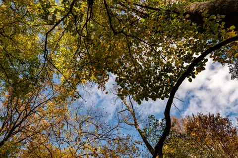 Autumn Forest Path 4K Wallpaper · autumn · 3840×2560