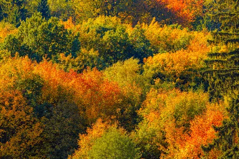Autumn Forest Path 4K Wallpaper · autumn · 3840×2560
