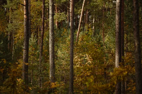 Autumn Forest Path 4K Wallpaper · autumn · 3840×2560