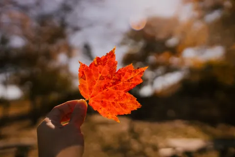 Autumn Maple Leaves 4K Wallpaper · autumn · 3840×2560