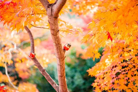 Autumn Maple Leaves 4K Wallpaper · autumn · 3840×2560