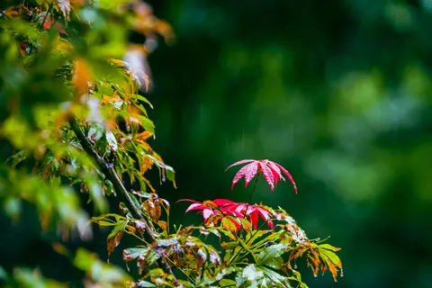 Autumn Maple Leaves 4K Wallpaper · autumn · 3840×2560