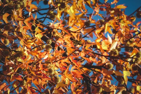 Autumn Maple Leaves 4K Wallpaper · autumn · 3840×2560