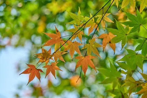 Autumn Maple Leaves 4K Wallpaper · autumn · 3840×2560