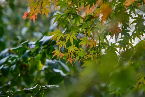 Autumn Maple Leaves 4K Wallpaper · autumn · 3840×2560