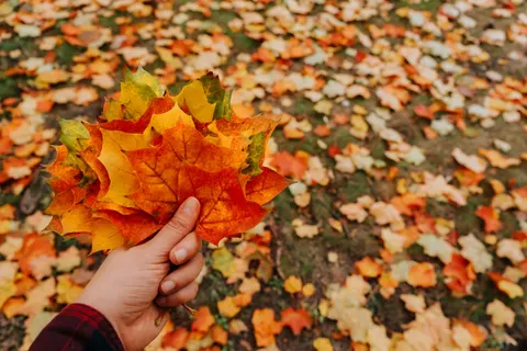 Tapeta Jesienne liście klonu 4K · autumn · 3840×2560