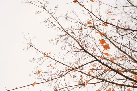 Autumn Maple Leaves 4K Wallpaper · autumn · 3840×2560