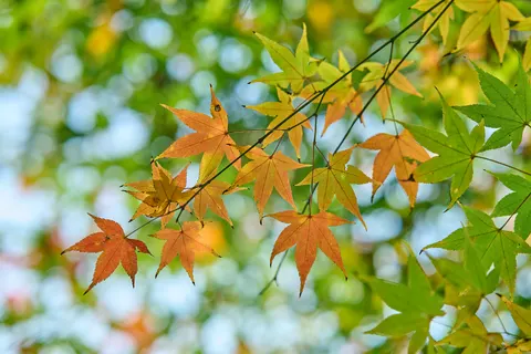 Autumn Maple Leaves 4K Wallpaper · autumn · 3840×2560