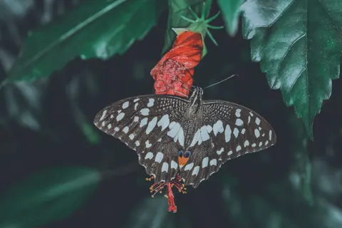 Fondo de pantalla Mariposa 4K · animals · 3840×2560