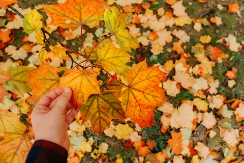 Autumn Maple Leaves 4K Wallpaper · autumn · 3840×2560