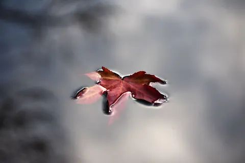 Autumn Maple Leaves 4K Wallpaper · autumn · 3840×2560