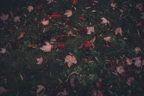 Autumn Maple Leaves 4K Wallpaper · autumn · 3840×2560