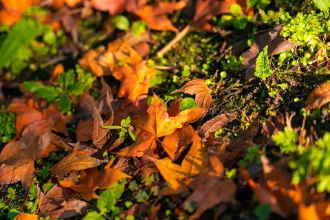 Autumn Maple Leaves 4K Wallpaper · autumn · 3840×2561