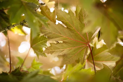 Autumn Maple Leaves 4K Wallpaper · autumn · 3840×2555