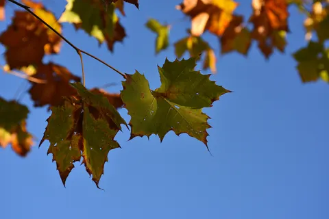 Autumn Maple Leaves 4K Wallpaper · autumn · 3840×2563