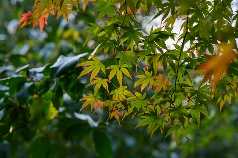 Autumn Maple Leaves 4K Wallpaper · autumn · 3840×2560
