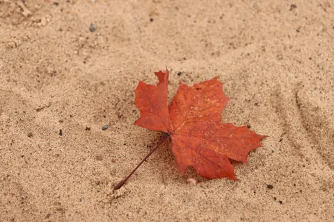 Autumn Maple Leaves 4K Wallpaper · autumn · 3840×2560