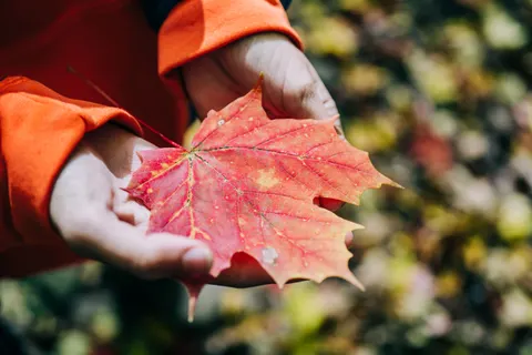 Autumn Maple Leaves 4K Wallpaper · autumn · 3840×2560