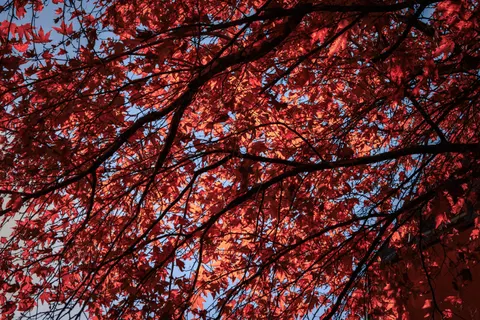 Autumn Maple Leaves 4K Wallpaper · autumn · 3840×2560